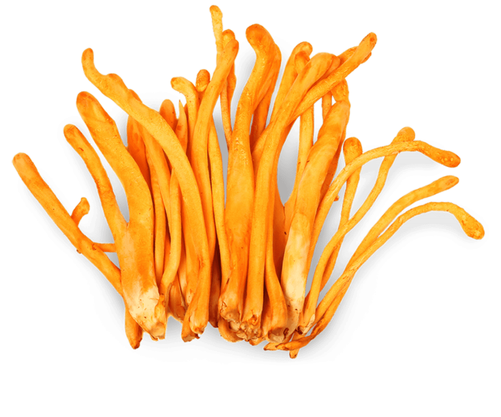 Raw Cordyceps Mushroom
