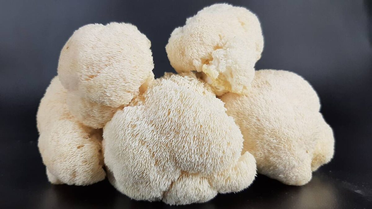 Lion's Mane Mushrooms Benefits, Lion's Mane Mushrooms,