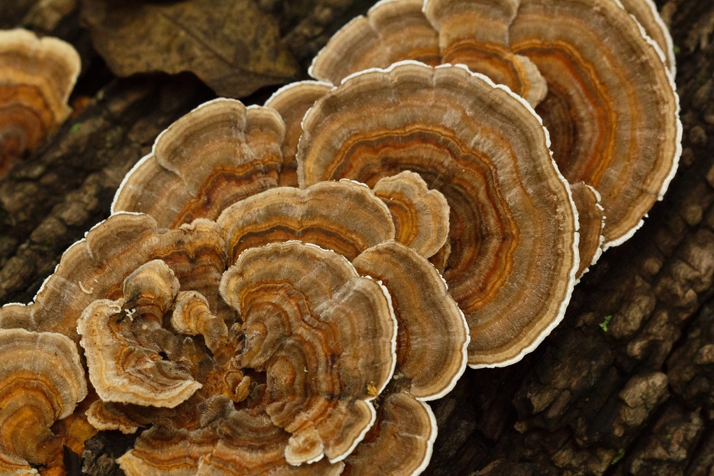 The Benefits of Turkey Tail Mushrooms