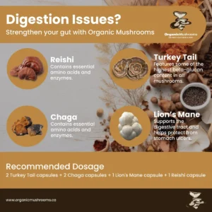 Digestion Aid Wellness Bundle