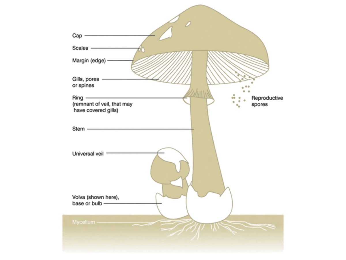 Anatomy of a Mushroom