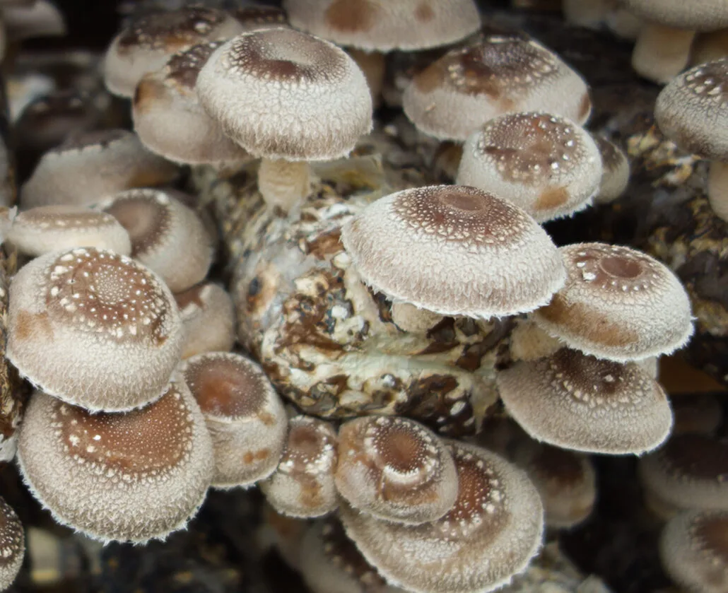 Extraction of bioactive compounds from Organic Mushrooms