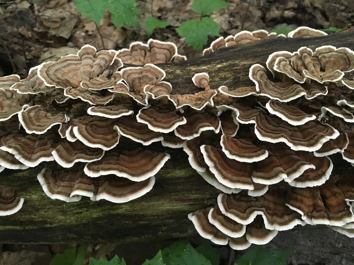 Is Turkey Tail good for health?