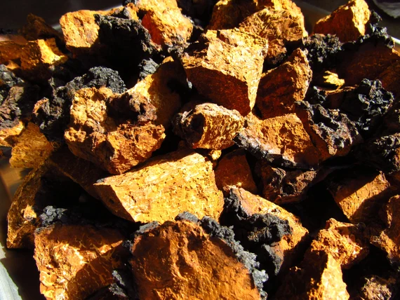 Canada’s appetite for functional mushrooms