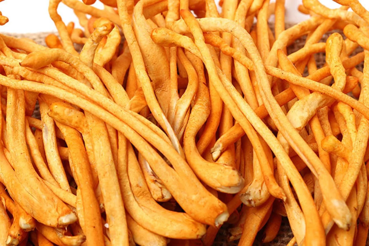 Origin of Cordyceps Sinensis