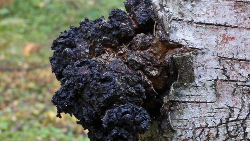 Origin of Chaga Mushrooms