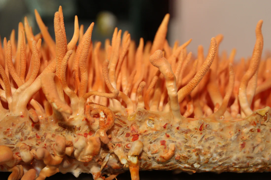 How Functional Mushrooms work on our body