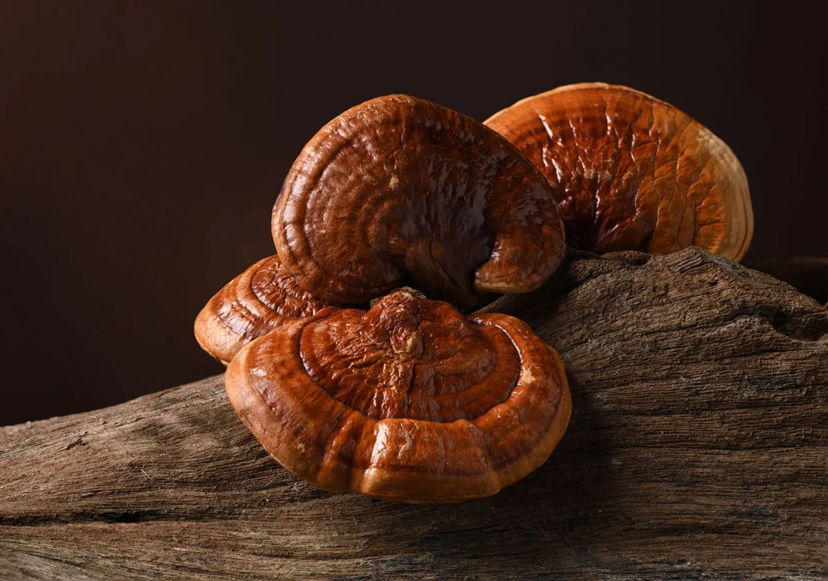 Can functional mushrooms help with diabetes?