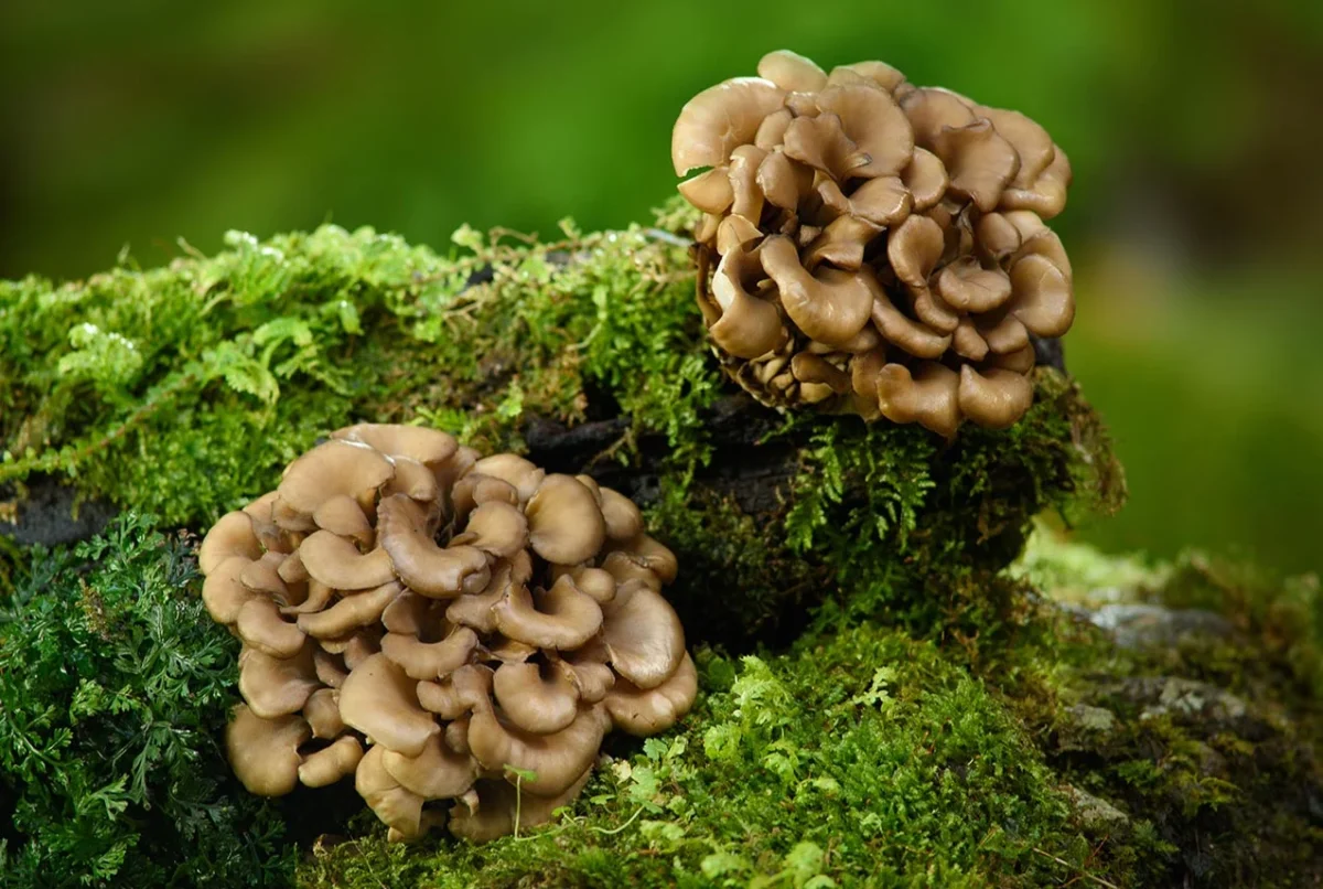 Benefits of Maitake Mushrooms