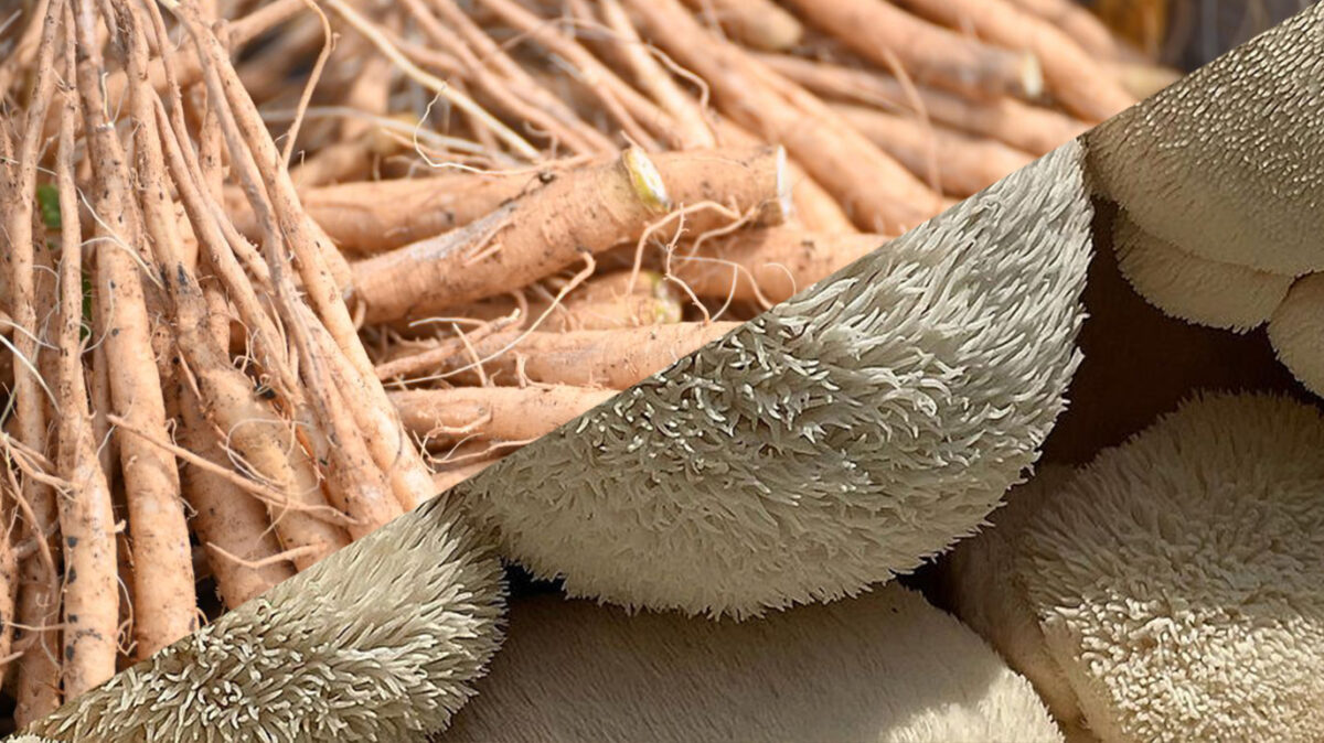 Ashwagandha vs. Lions Mane, Learn Their Key Differences.