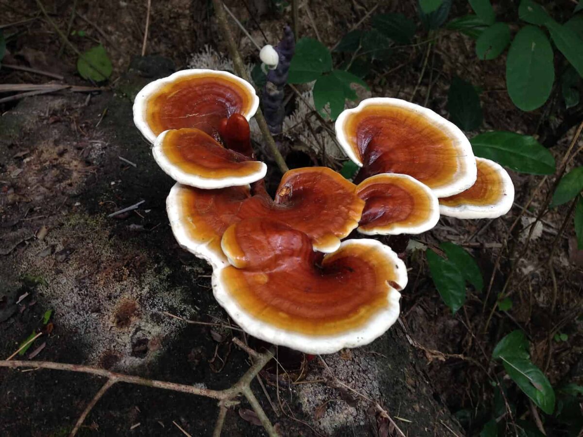 Reishi, The Mushroom of Immortality