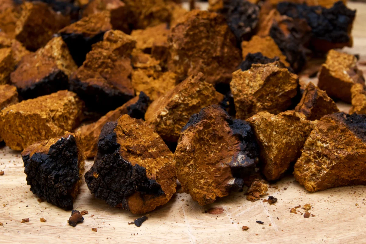 The Healing Potential of Chaga