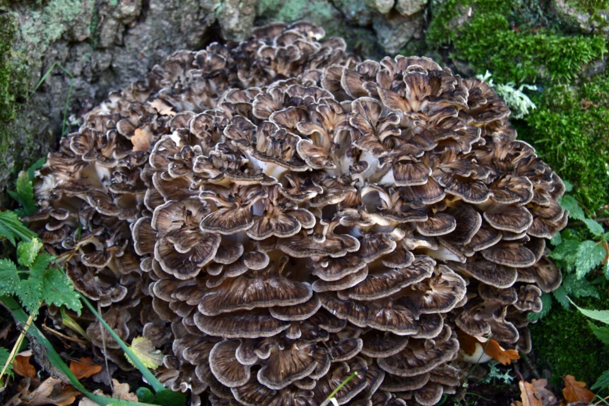 Is Maitake the Secret to Better Immune Function