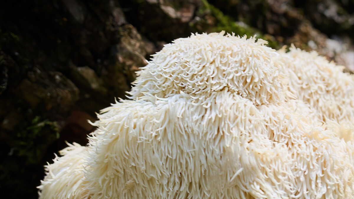 Mushroom Adoption Around the World