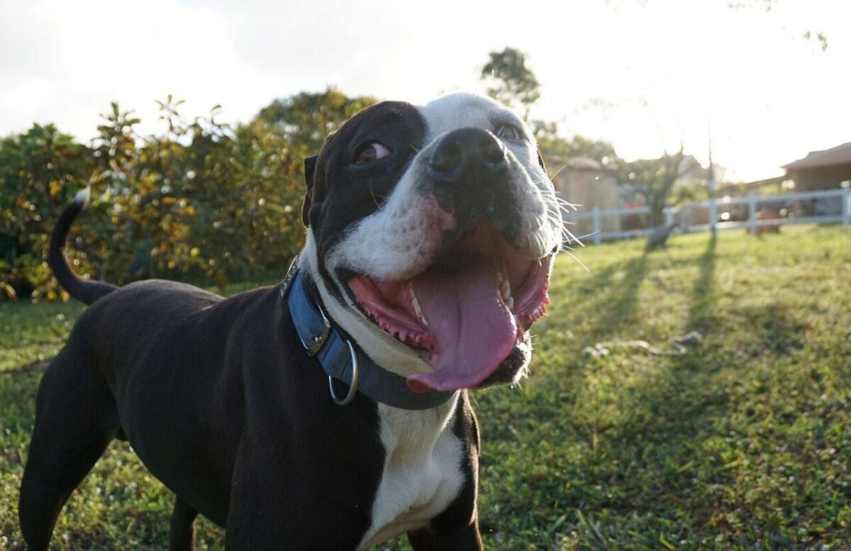 The Complete History of Mushroom Use with Pets