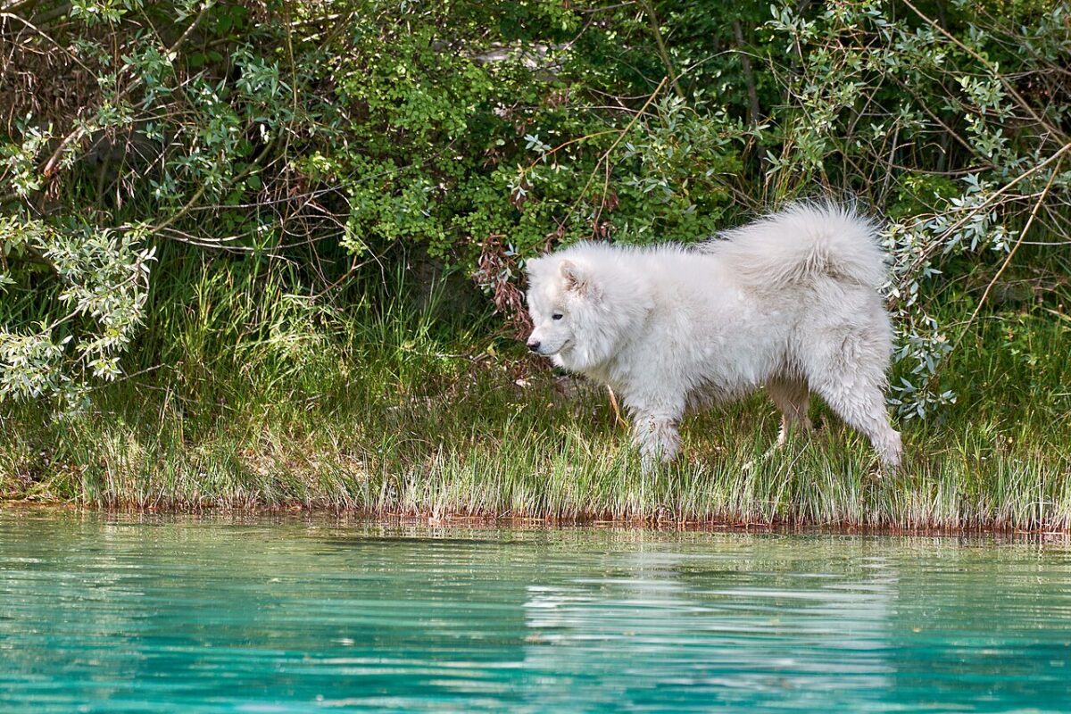 Which Mushroom is Best for Your Pets Health