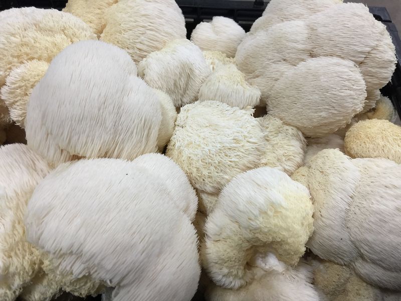 How Long Does It Take for Mushrooms to Take Effect?