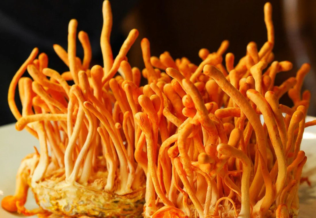 Exploring Recent Health Claims of Cordyceps