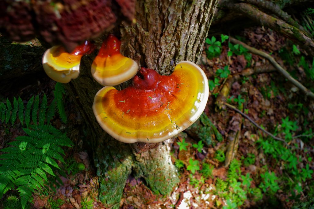 Which Functional Mushrooms Are Native to North America?