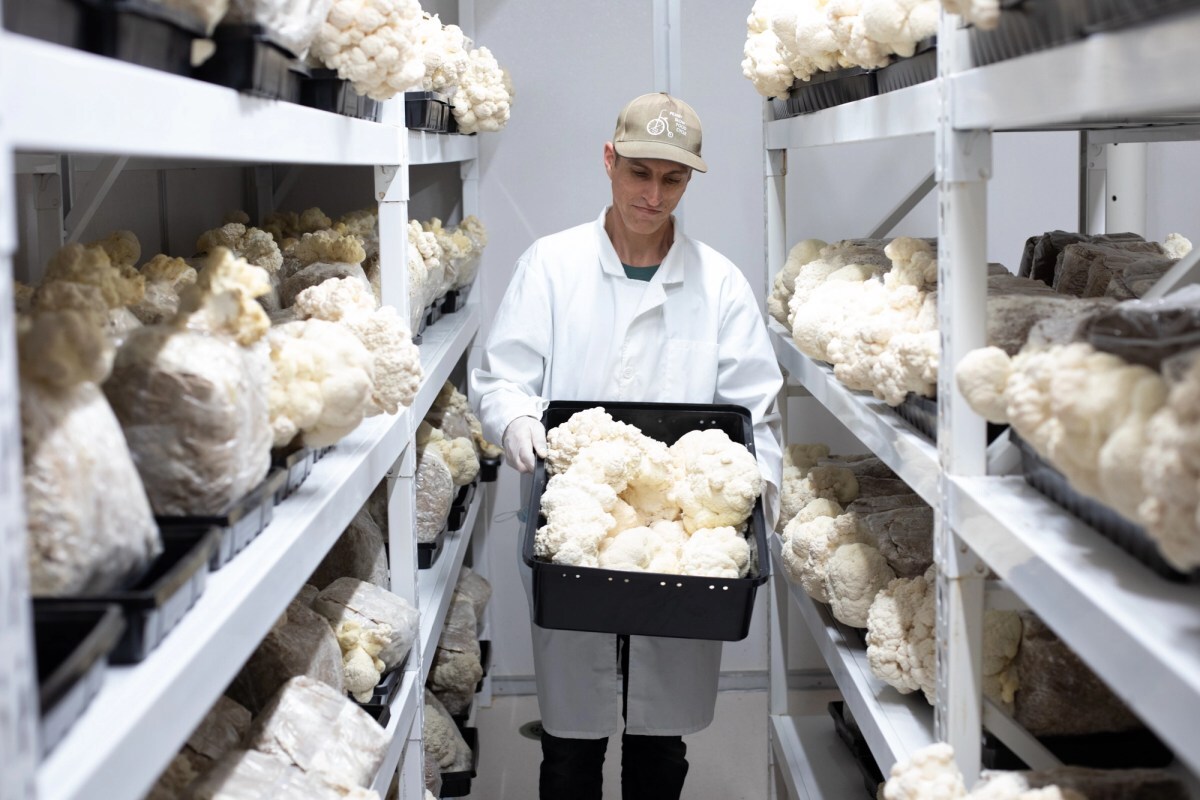 Learn About Us - Organic Mushrooms