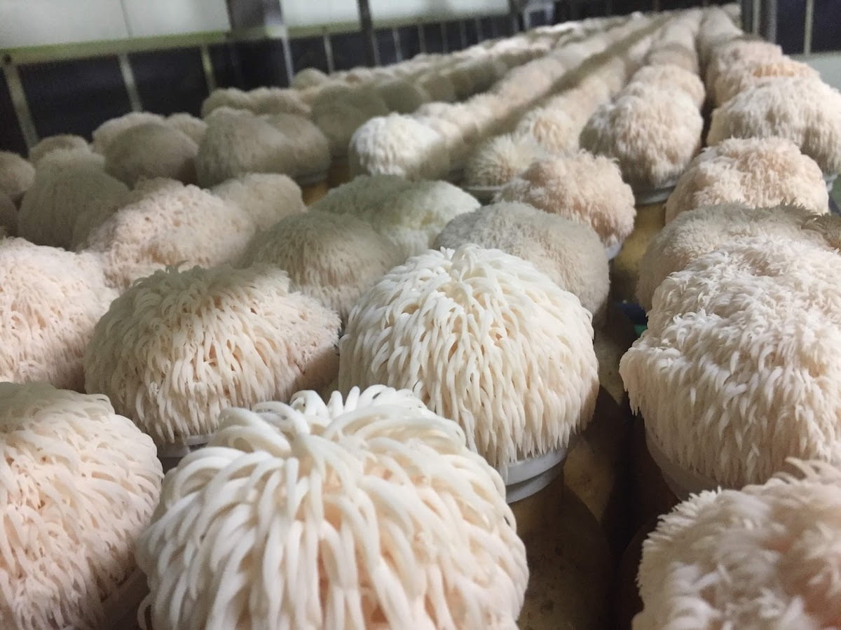 Functional Mushrooms - A Fast Growing Market