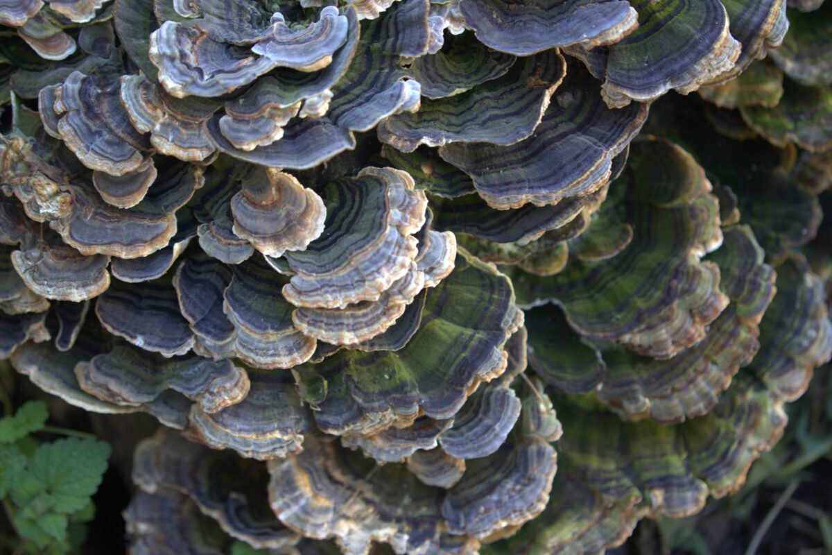 A Deeper Look Into Our Turkey Tail Tincture