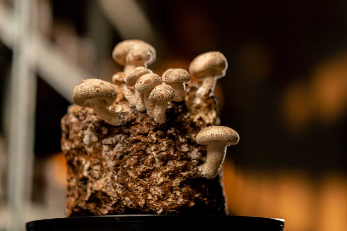 Functional Mushrooms in 2025 - What’s New, What’s Next
