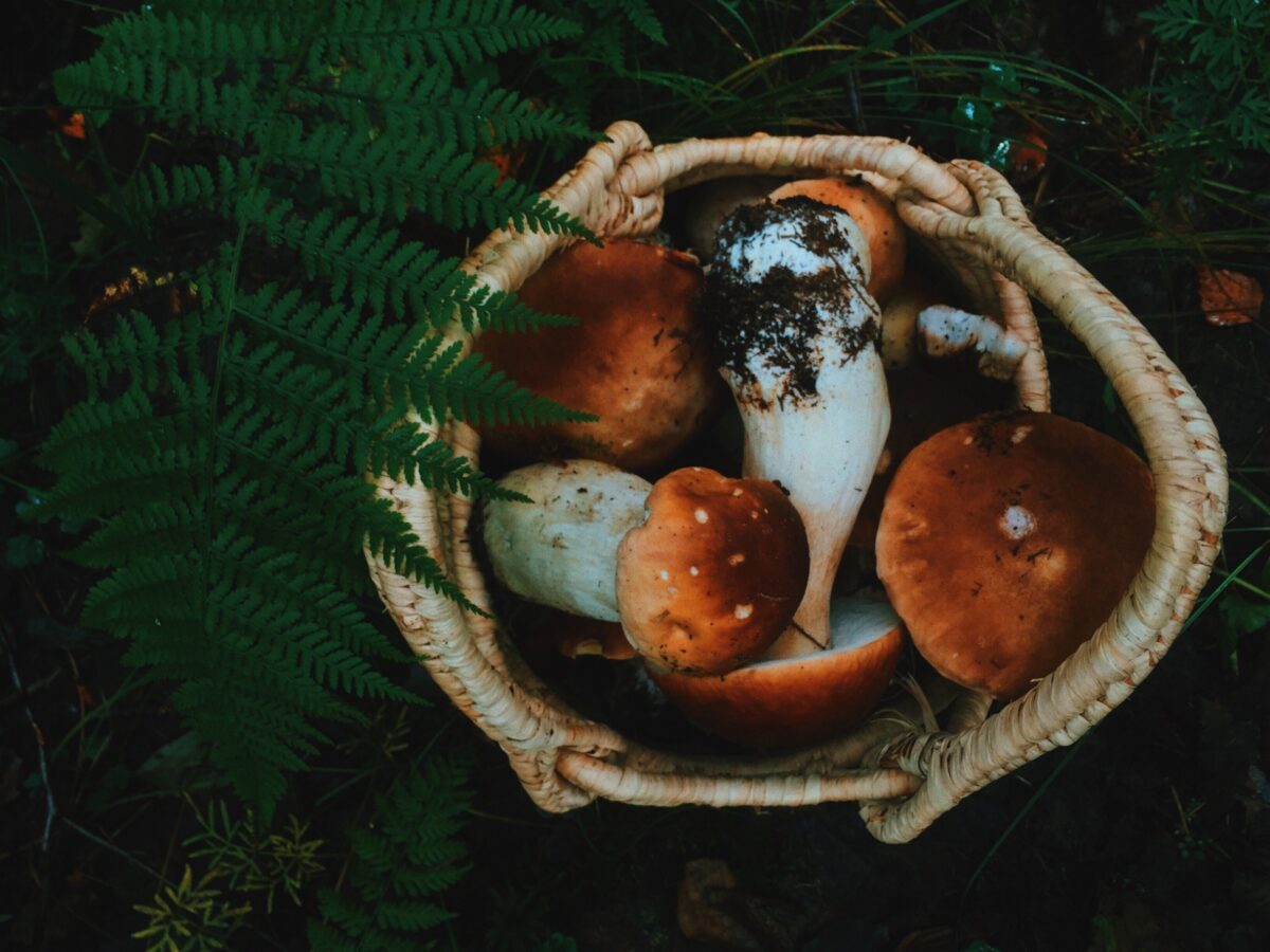 Functional Mushrooms in Traditional Asian Medicine