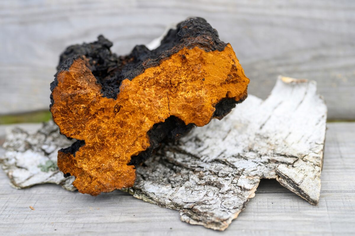 Our Chaga Products