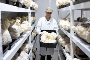 Mental Mastery with Lion’s Mane