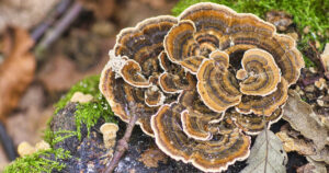Steady. Strong. Turkey Tail.