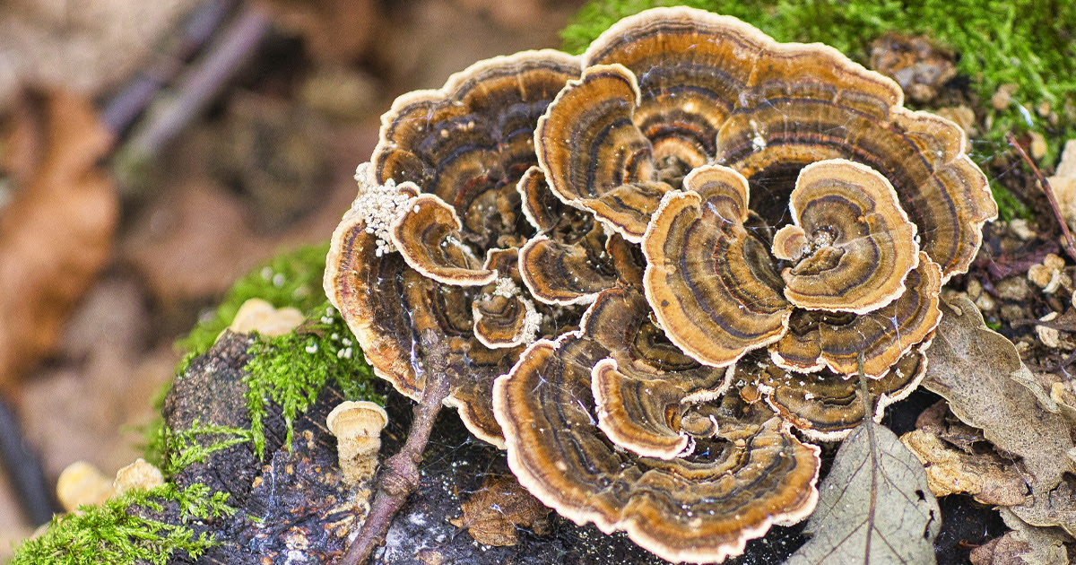 Steady. Strong. Turkey Tail.