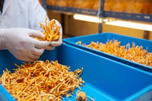 Cordyceps & Antioxidant Defense