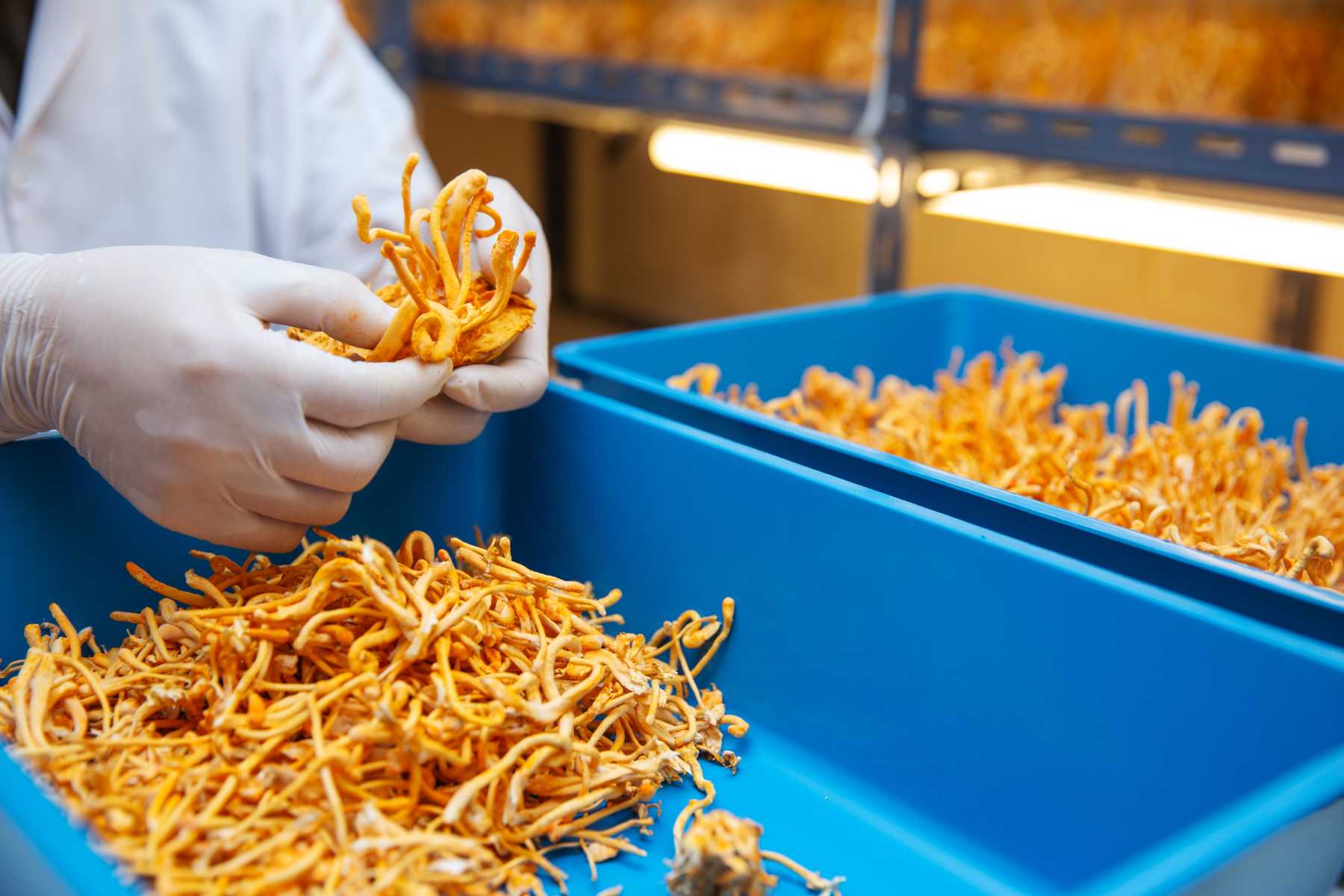 Cordyceps & Antioxidant Defense